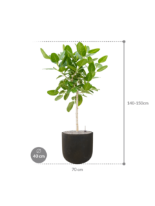 Plantenbak Ficus benghalensis ‘Audrey’ in Static (GRC)