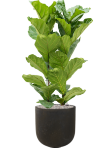 Plantenbak Ficus lyrata in Static (GRC)