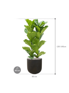 Plantenbak Ficus lyrata in Static (GRC)