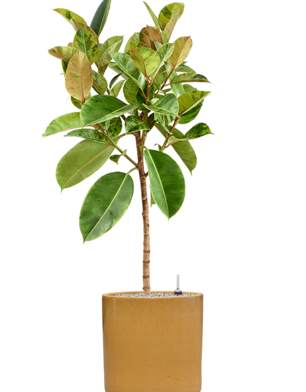 Plantenbak Ficus elastica ‘Shivereana Moonshine’ in Cylinder