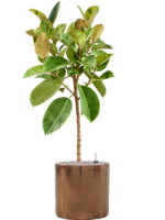 Plantenbak Ficus elastica ‘Shivereana Moonshine’ in Cylinder