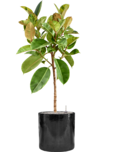Plantenbak Ficus elastica ‘Shivereana Moonshine’ in Cylinder