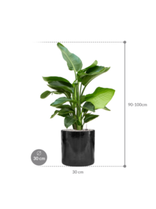 Plantenbak Strelitzia nicolai in Cylinder