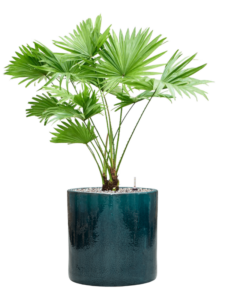 Plantenbak Livistonia rotundifolia in Cylinder
