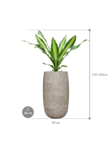 Plantenbak Dracaena fragrans ‘Burley’ in Marly