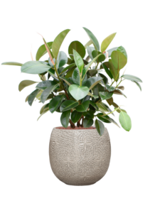 Plantenbak Ficus elastica ‘Robusta’ (70-100cm) in Marly