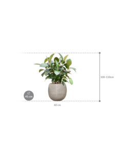 Plantenbak Ficus elastica ‘Robusta’ (70-100cm) in Marly