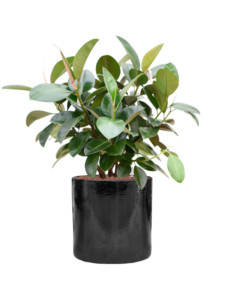 Plantenbak Ficus elastica ‘Robusta’ (70-100cm) in Cylinder