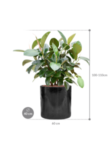 Plantenbak Ficus elastica ‘Robusta’ (70-100cm) in Cylinder
