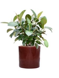 Plantenbak Ficus elastica ‘Robusta’ (70-100cm) in Cylinder