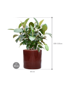 Plantenbak Ficus elastica ‘Robusta’ (70-100cm) in Cylinder