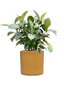 Plantenbak Ficus elastica ‘Robusta’ (70-100cm) in Cylinder