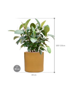 Plantenbak Ficus elastica ‘Robusta’ (70-100cm) in Cylinder