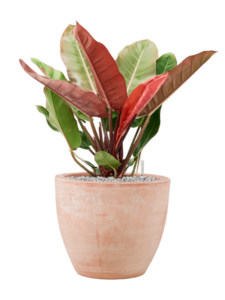 Plantenbak Philodendron ‘Prince of Orange’ in Terra Cotta