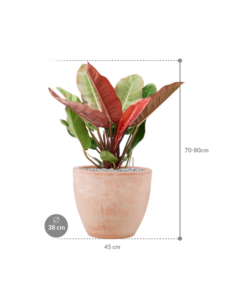 Plantenbak Philodendron ‘Prince of Orange’ in Terra Cotta