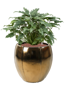 Plantenbak Philodendron ‘Xanadu’ in Moda