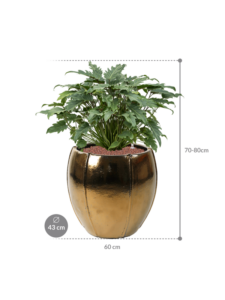 Plantenbak Philodendron ‘Xanadu’ in Moda