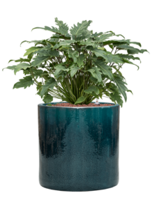 Plantenbak Philodendron ‘Xanadu’ in Cylinder