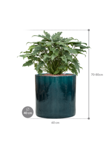 Plantenbak Philodendron ‘Xanadu’ in Cylinder