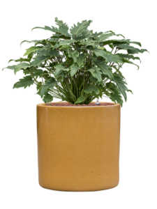 Plantenbak Philodendron ‘Xanadu’ in Cylinder