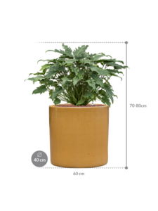 Plantenbak Philodendron ‘Xanadu’ in Cylinder