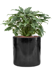 Plantenbak Philodendron ‘Xanadu’ in Cylinder