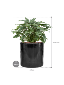Plantenbak Philodendron ‘Xanadu’ in Cylinder