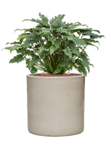 Plantenbak Philodendron ‘Xanadu’ in Cylinder