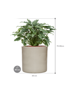 Plantenbak Philodendron ‘Xanadu’ in Cylinder