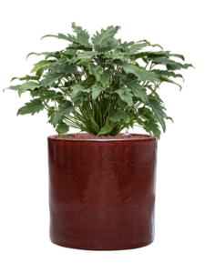 Plantenbak Philodendron ‘Xanadu’ in Cylinder