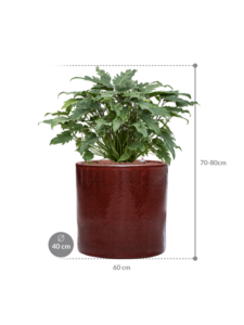 Plantenbak Philodendron ‘Xanadu’ in Cylinder