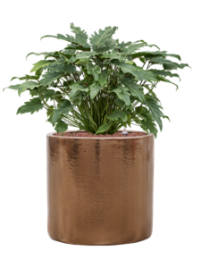 Plantenbak Philodendron ‘Xanadu’ in Cylinder