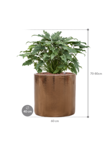 Plantenbak Philodendron ‘Xanadu’ in Cylinder