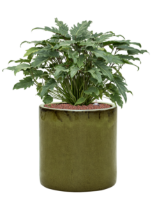 Plantenbak Philodendron ‘Xanadu’ in Cylinder
