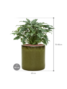 Plantenbak Philodendron ‘Xanadu’ in Cylinder