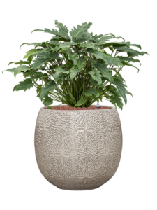 Plantenbak Philodendron ‘Xanadu’ in Marly