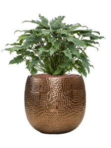 Plantenbak Philodendron ‘Xanadu’ in Marly