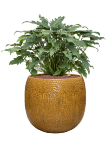 Plantenbak Philodendron ‘Xanadu’ in Marly