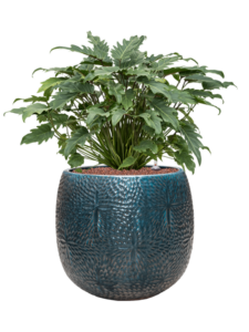 Plantenbak Philodendron ‘Xanadu’ in Marly