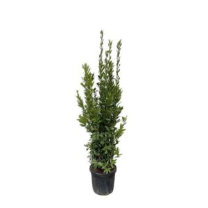 Plantenbak Laurus Nobilis struik – 180 cm – ø40