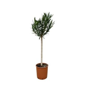 Plantenbak Nerium Oleander op stam met rode bloem – 170cm – Ø30