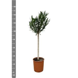 Plantenbak Nerium Oleander op stam met rode bloem – 170cm – Ø30