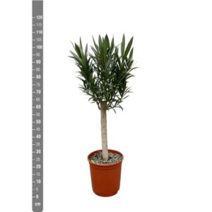 Plantenbak Nerium Oleander op stam met witte bloem – 110cm – Ø22