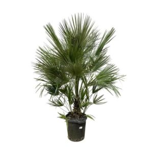 Plantenbak Chamaerops Humilis struik – 200 cm – ø40