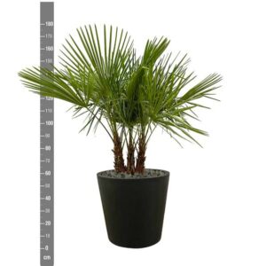 Plantenbak Trachycarpus multi stam – 180cm- Ø45