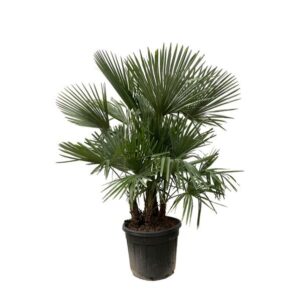 Plantenbak Trachycarpus multi stam – 200cm- Ø45