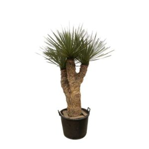 Plantenbak Yucca Rostrata Hidra – 200 cm – ø60