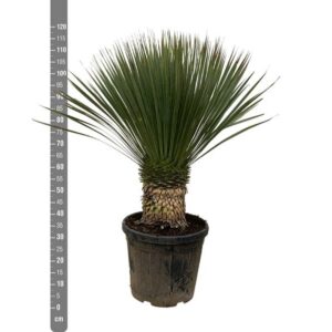 Plantenbak Yucca Rostrata – 120cm- Ø35