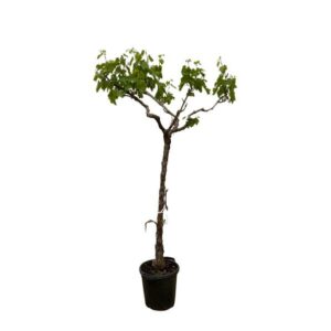 Plantenbak Druivenboom (Vitis Vinifera) stam vertakt – 200cm – ø35