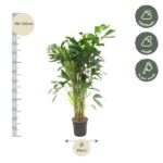 Plantenbak Caryota Mitis – 140 cm – ø24